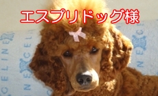 大衆料理　かのう